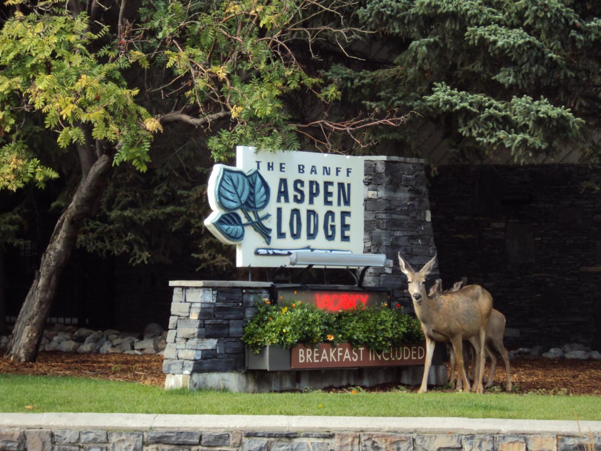 Banff Aspen Lodge Bagian luar foto