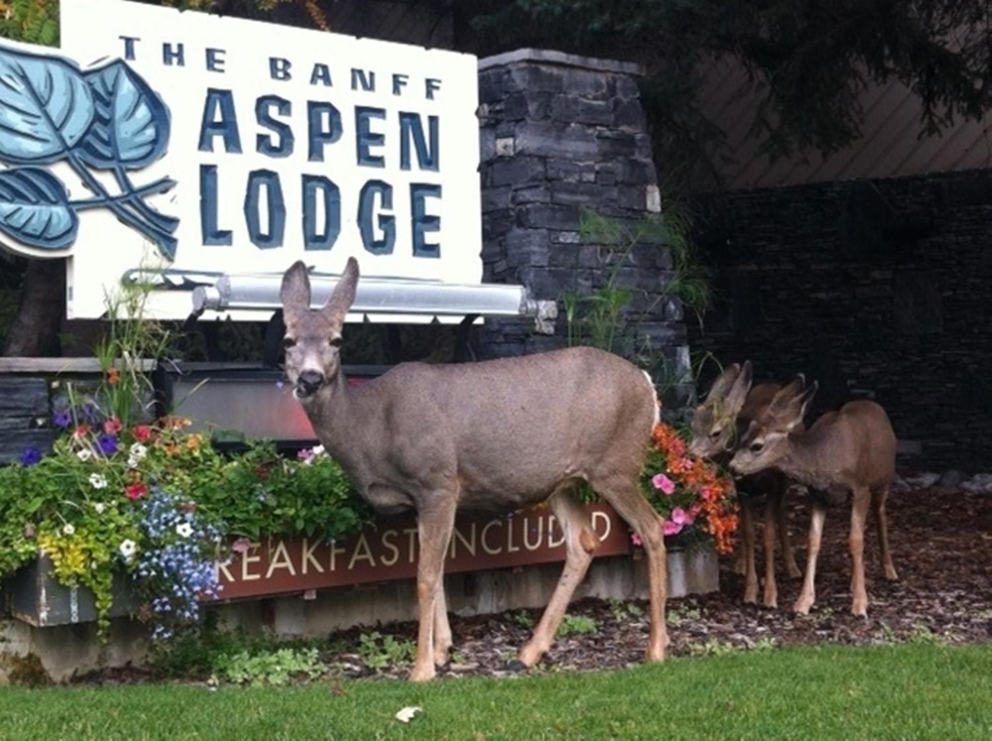 Banff Aspen Lodge Bagian luar foto